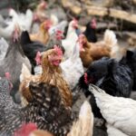 La_Stala_agriesperienza_DSC8534_WEB